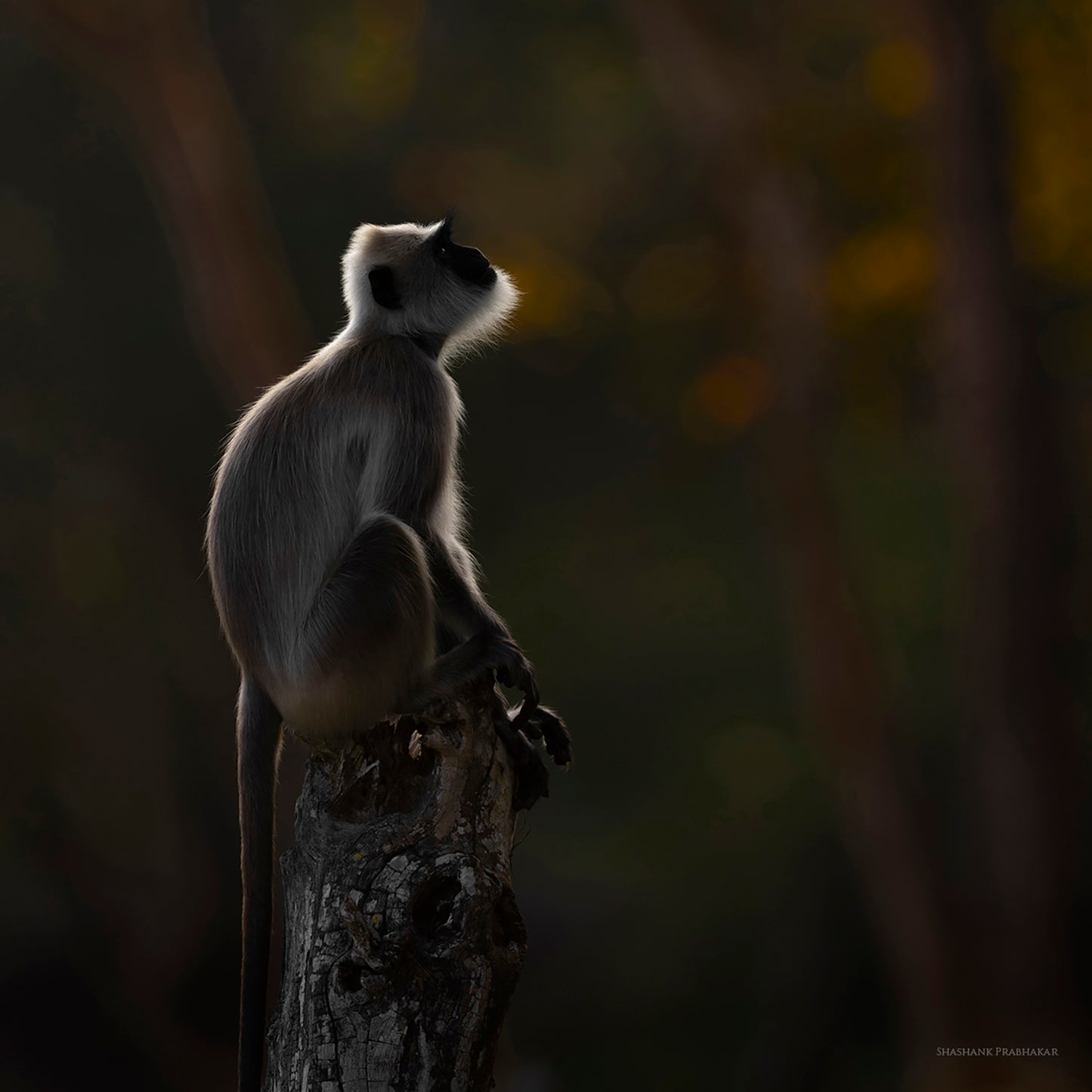 Langur lookin'