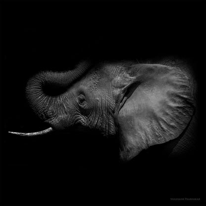 Elephant echo